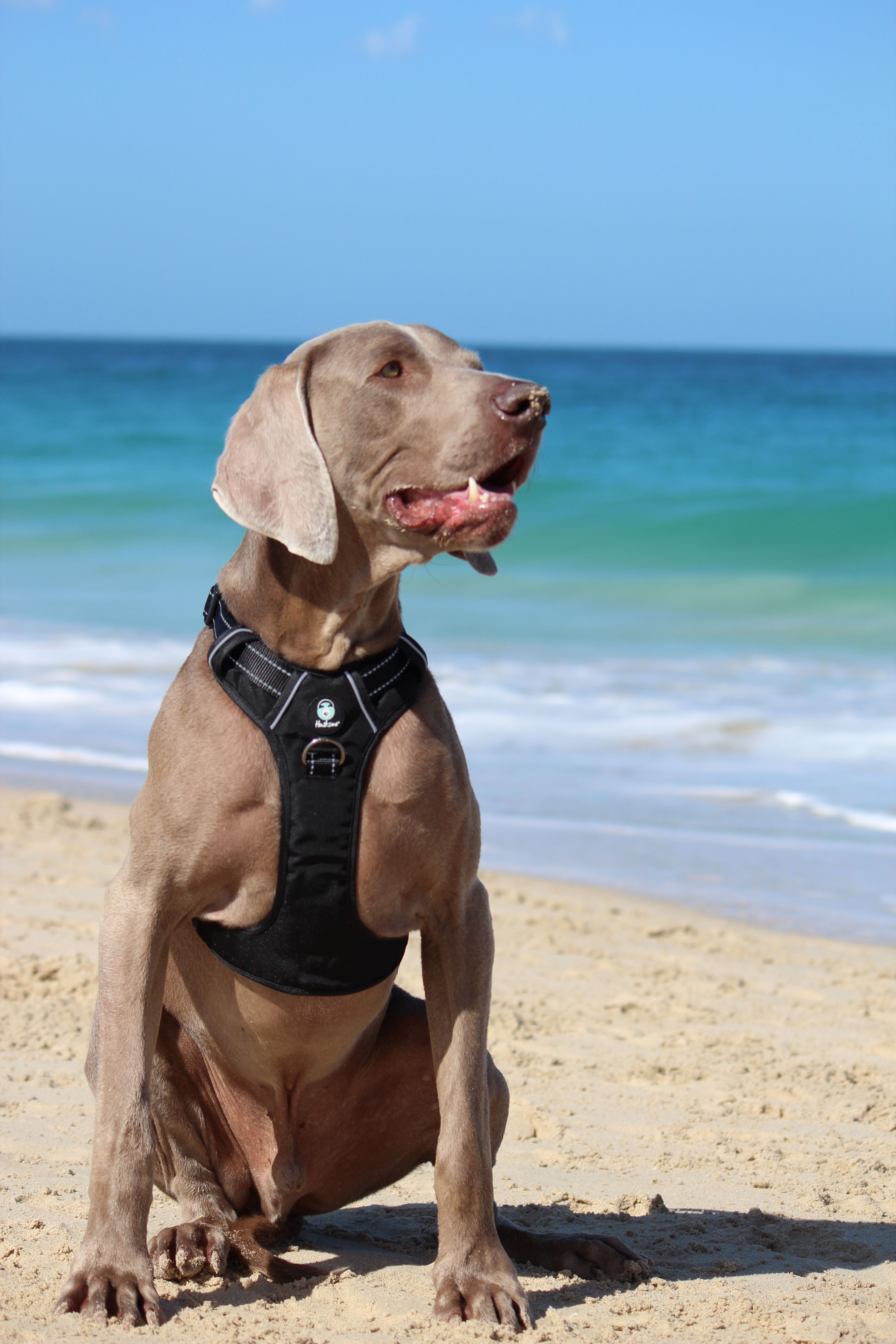 Best harness for outlet weimaraner