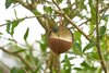 Wild Bird Energy Coconut Feeder