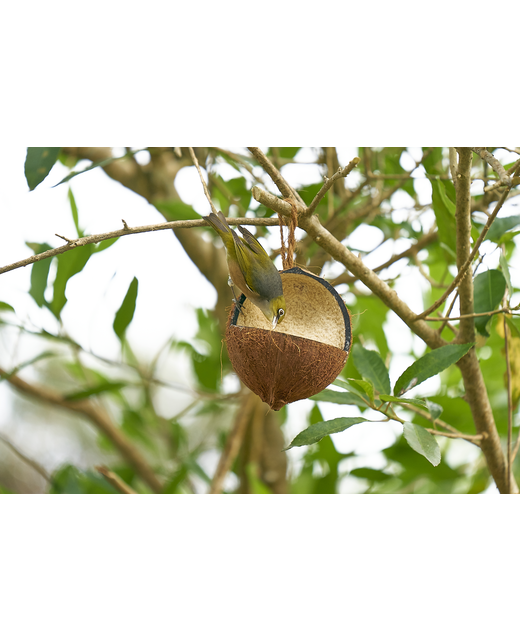 Wild Bird Energy Coconut Feeder