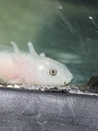 Axolotl White - Very Small 