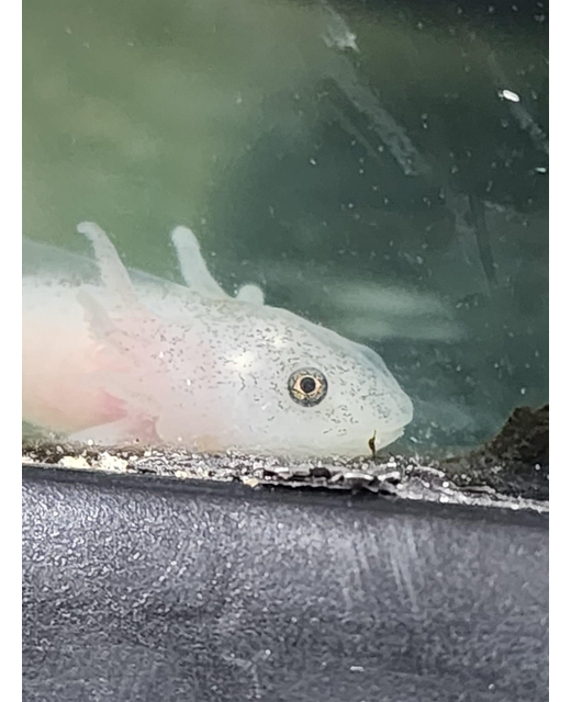 Axolotl White - Very Small 